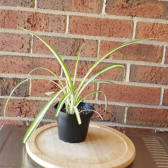 Spider Plant |  Chlorophytum comosum 3" pot - Picture 5 of 8